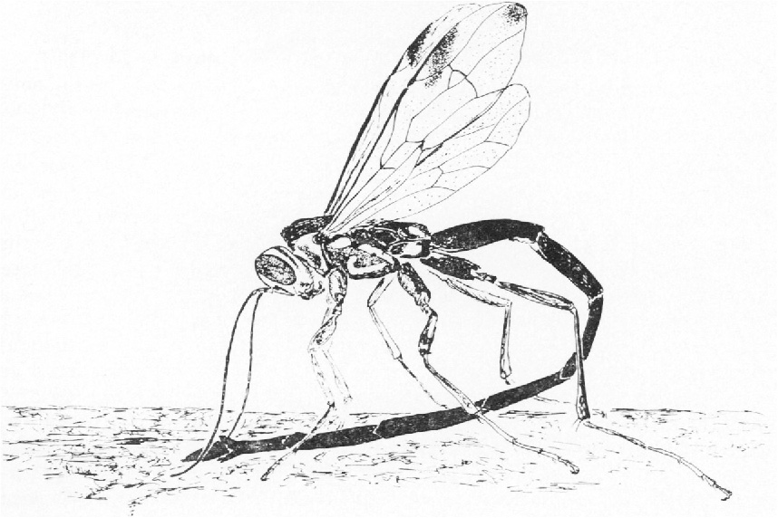 Your Phone Is A Parasitoid Wasp