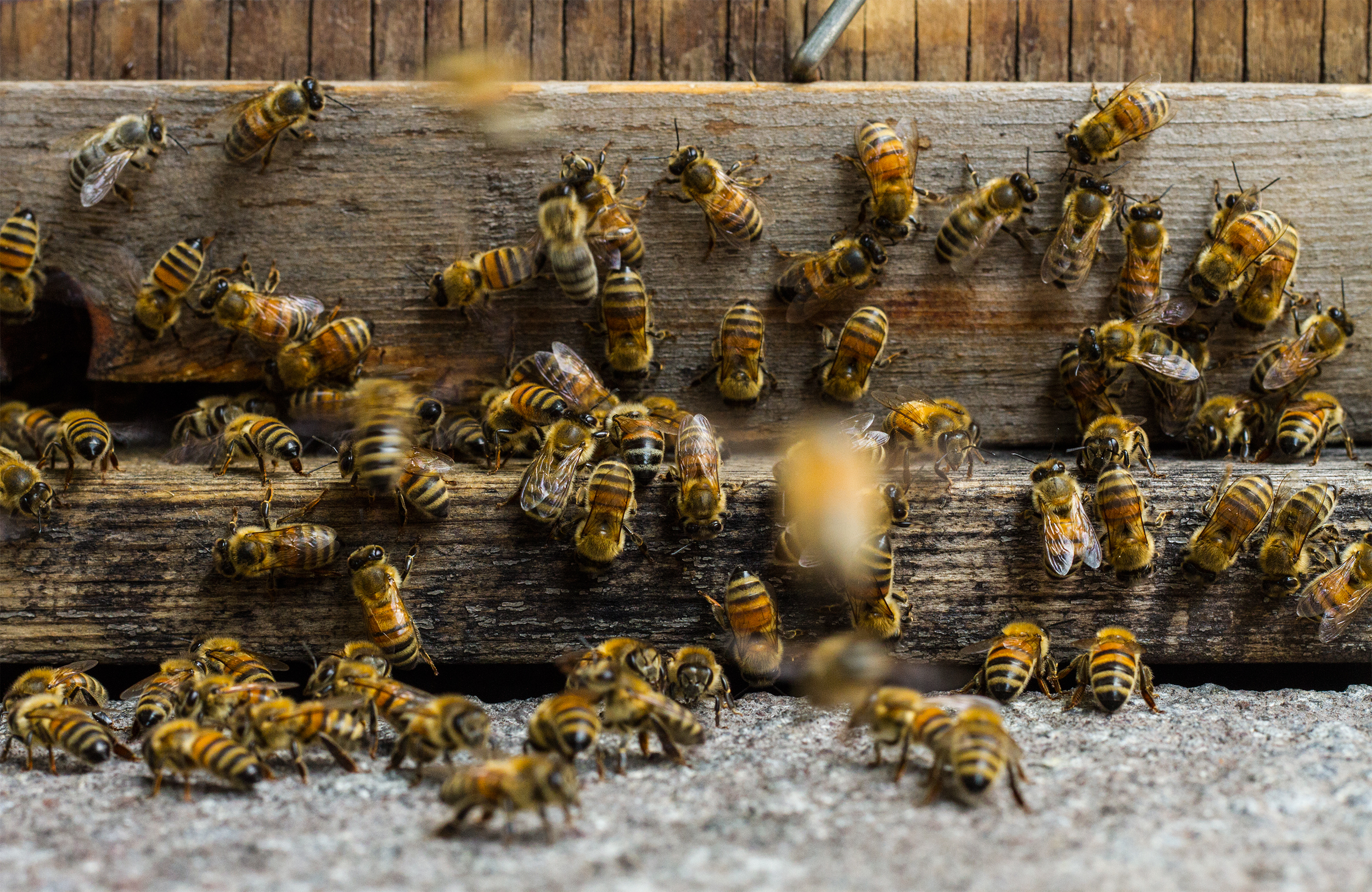 “Regressive” Pesticide Policy Reversal Is An Apocalypse For Bees
