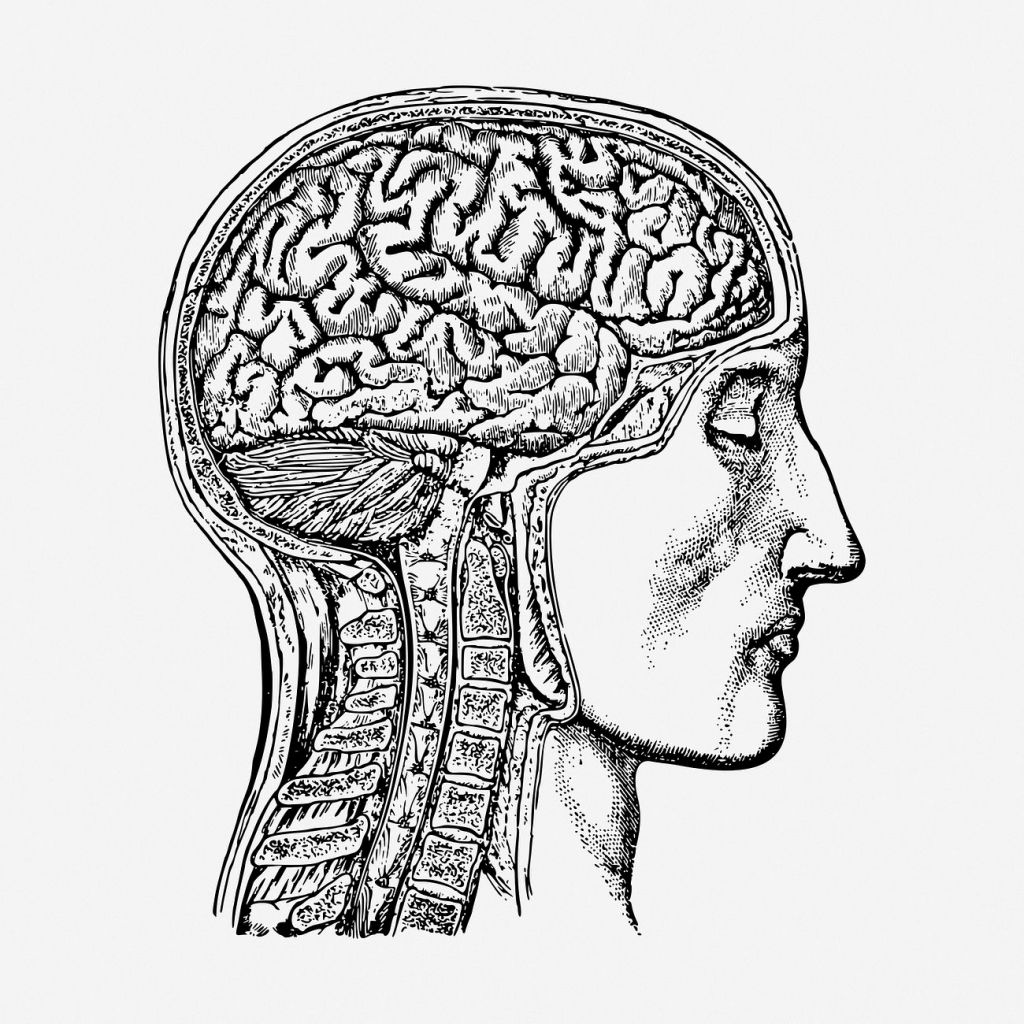 A black and white hand-drawn illustration featuring a man alongside an anatomical open view of the brain.