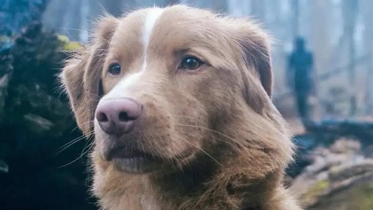 Indy, who plays himself, in a still from the 2025 horror movie Good Boy, unflinchingly observes a paranormal encounter in the forest.